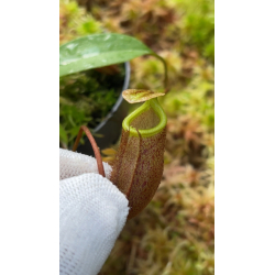 Nepenthes hamata ‘ Gng. Tambusisi’ BE-3975-Nepenthes highland