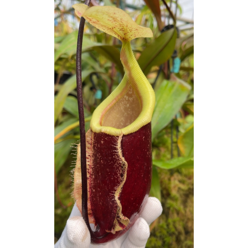 Nepenthes 'Suki' - selected cultivar: BE-3819-Nepenthes intermédiaire