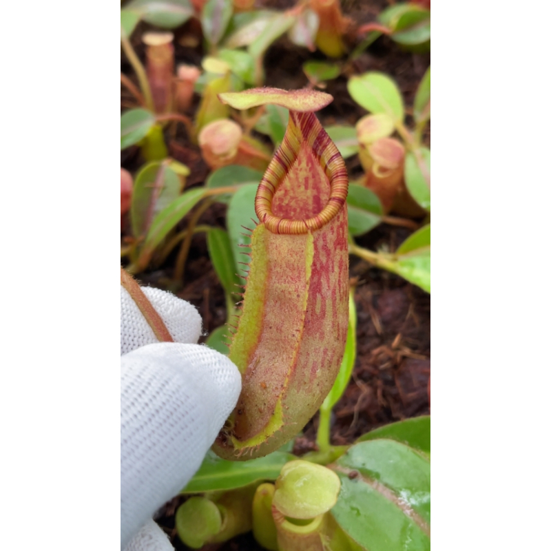 Nepenthes veitchii x ephippiata – assorted clones: BE-4708-Nepenthes d'altitude