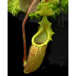 Nepenthes rajah x edwardsiana FC-096: BE-4676-Nepenthes d'altitude
