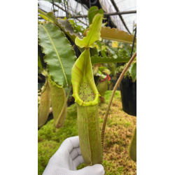 Nepenthes rajah x edwardsiana FC-096: BE-4676-Nepenthes highland