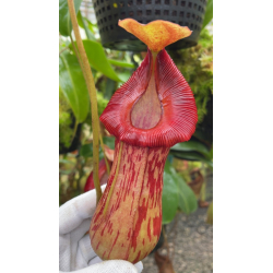 Nepenthes peltata x truncata red flush seedgrow-Nepenthes d'altitude
