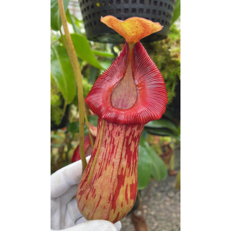 Nepenthes burkei x (burbidgeae x edwardsiana): BE 4531-Nepenthes d'altitude