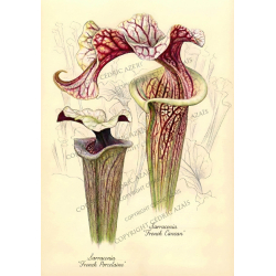 Sarracenia Botanical Print: French Cancan & French Porcelain-Gifts & Arts