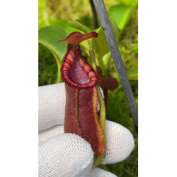 Nepenthes veitchii-Nepenthes highland