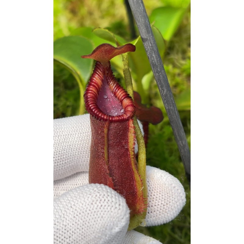 Nepenthes x trusmadiensis BE-4710-Nepenthes highland
