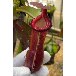 Nepenthes veitchii-Nepenthes d'altitude