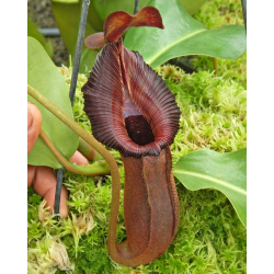 Nepenthes veitchii-Nepenthes d'altitude