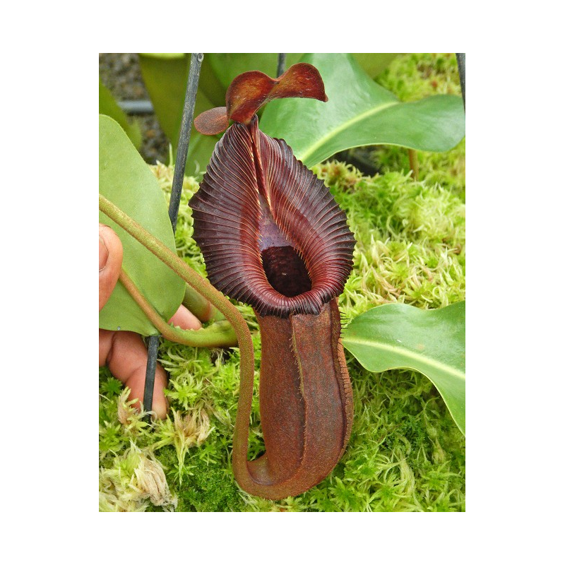 Nepenthes (lowii x macrophylla) x robcantleyi BE 4545-Nepenthes highland