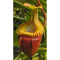 Nepenthes spectabilis x tenuis – assorted clones: BE-3884-Nepenthes highland