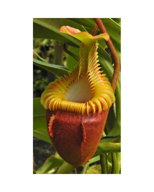 Nepenthes Villosa-Nepenthes highland