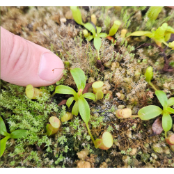 Nepenthes spectabilis x tenuis – assorted clones: BE-3884-Nepenthes highland
