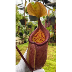 Nepenthes glandulifera x ephippiata BE-4655-Nepenthes d'altitude