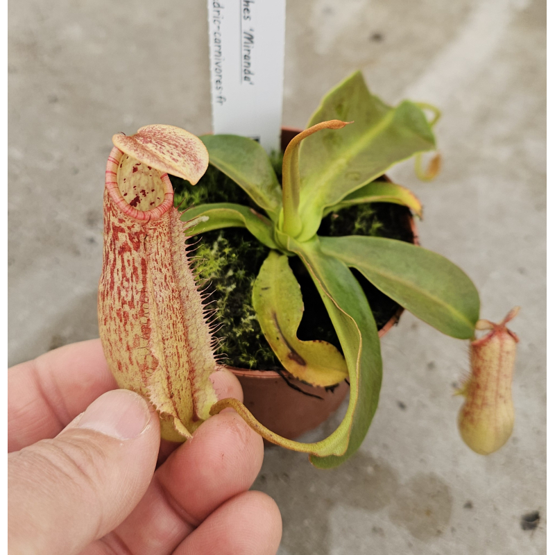 Nepenthes x 'miranda'-Nepenthes highland
