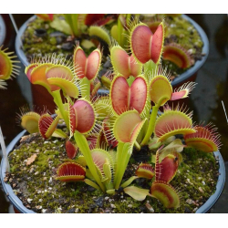 Dionaea 'filiforme' giant-Dionaea