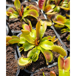 Dionaea 'ghost'-Dionaea