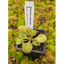 Drosera capensis 'bains kloof'-Drosera tropicaux et subtropicaux
