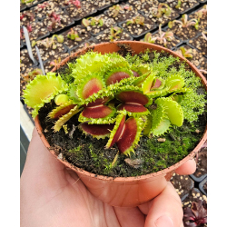 Dionaea 'filiforme' giant-Dionaea