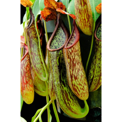 Nepenthes spectabilis x tenuis – assorted clones: BE-3884-Nepenthes highland