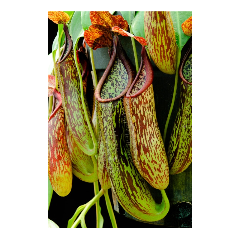 Nepenthes copelandii, BE-3046-Nepenthes d'altitude