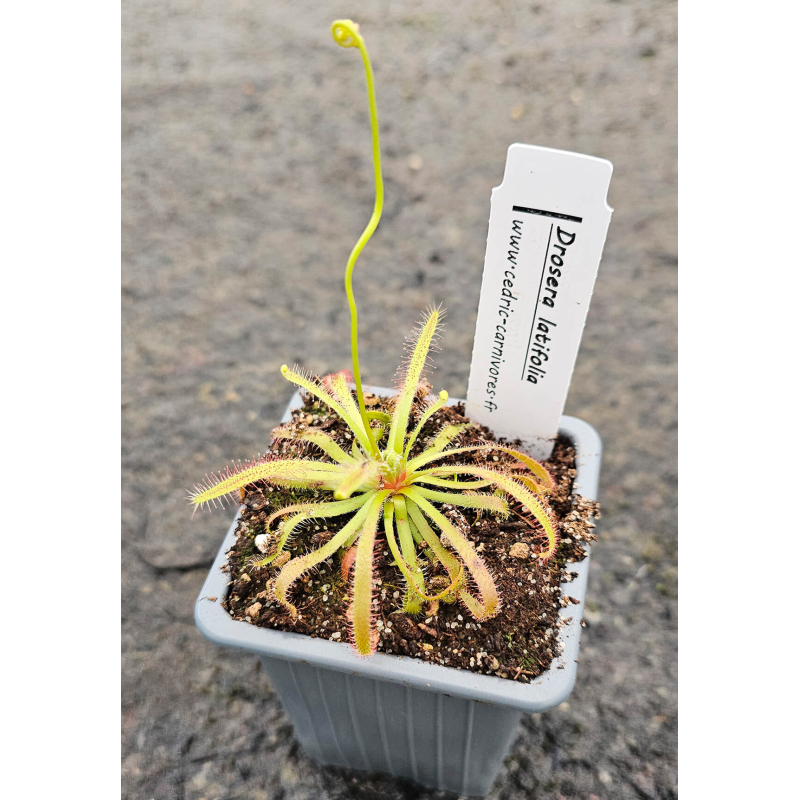 Drosera latifolia-Drosera tropicaux et subtropicaux