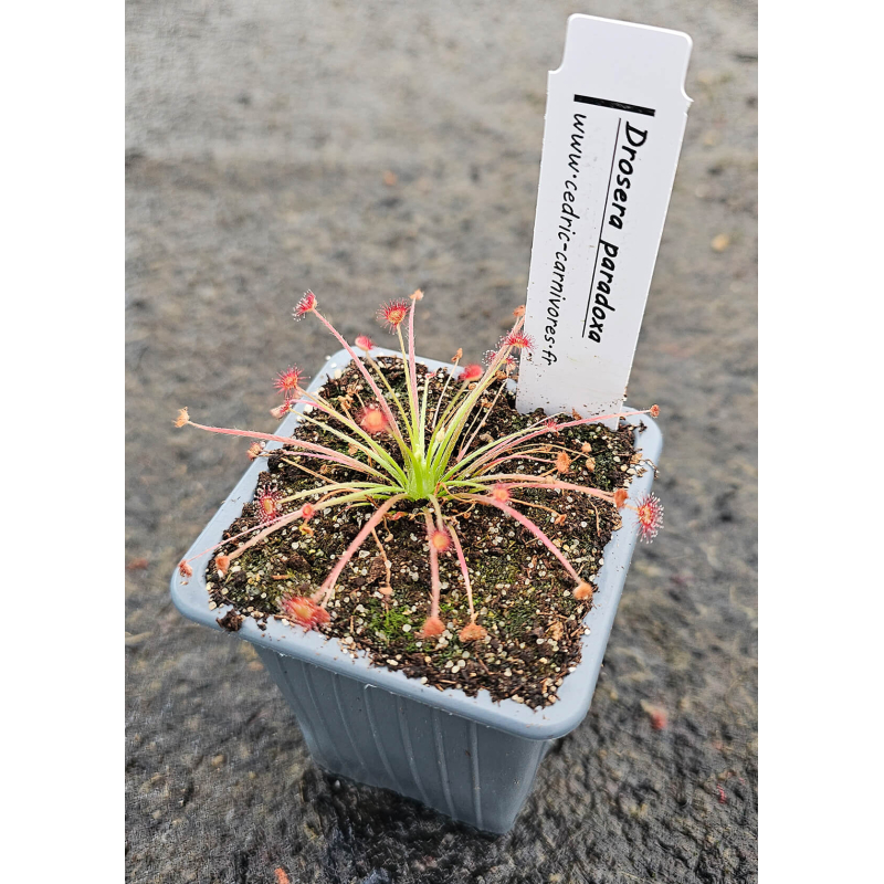 Drosera paradoxa-Drosera complexe pétiolaris