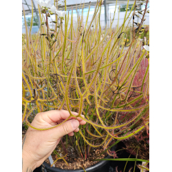 Drosera slackii-Drosera tropicaux et subtropicaux