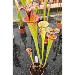 S.x Moorei -- W FL, S. flava var. rugelii x leucophylla (H31,Mike king) x SXM01 S.x Moorei -- `Leah Wilkerson’-Hybrides Cédric Carnivore's