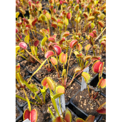 Dionaea ''spider''-Dionaea
