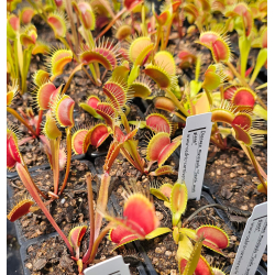 Dionaea 'filiforme' giant-Dionaea