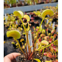 Dionaea "GJ Bloody Nurse"-Dionaea