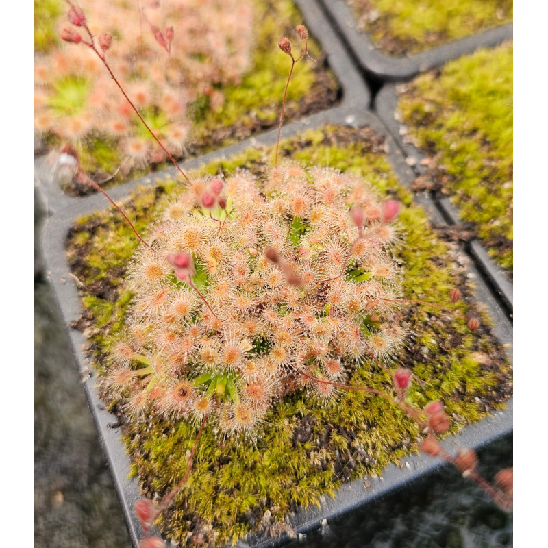 Drosera pulchella 35b-Drosera pygmées