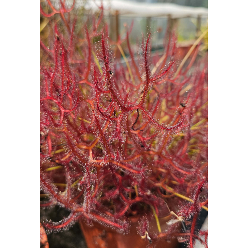Drosera binata forme multifida var. extrema-Drosera tropicaux et subtropicaux