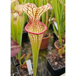 SXM47 S.x Moorei -- (leucophylla "purple lips" x flava cuprea) x SXM64 Sarracenia x Moorei -- 'Helen Mary' cla-Hybrides Cédric Carnivore's