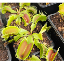 Dionaea 'B52'-Dionaea