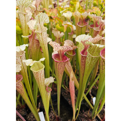 Sarracenia 'Dave'-Sarracenia hybrides