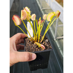 Dionaea 'SL 15', piranha teeth-Dionaea