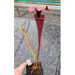 S. 'Everest'-Hybrides Cédric Carnivore's