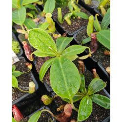 Nepenthes spathulata x (burbidgeae x edwardsiana) BE-3978-Nepenthes d'altitude