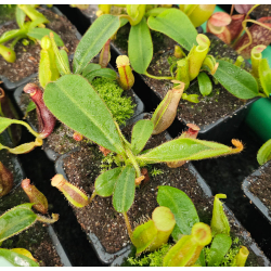 N. (((L x V) x B) x ((V xM) x V)) x edwardsiana - Clone 3 - BE-4678-Nepenthes d'altitude