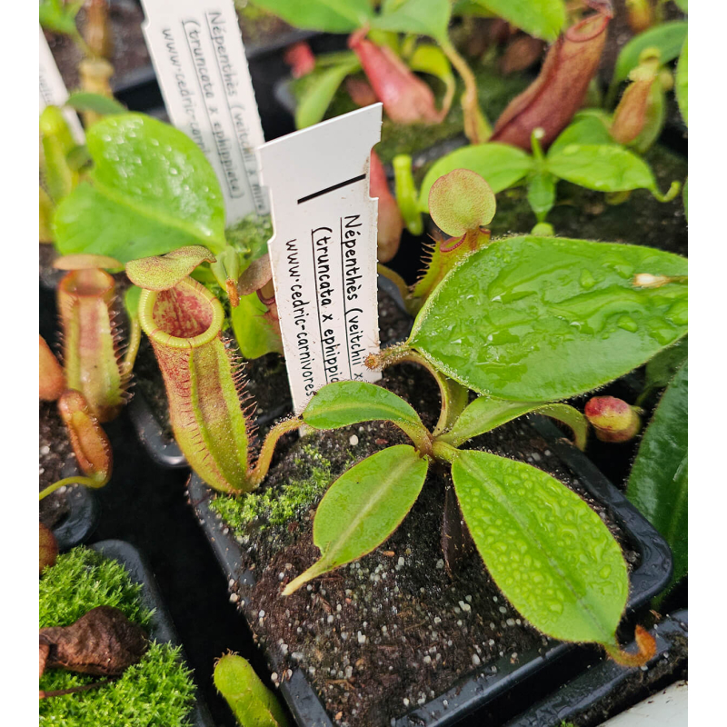 (Nepenthes veitchii x mira) yellow clone x (truncata x ephippiata)-Nepenthes d'altitude