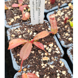 Nepenthes veitchii x ephippiata – assorted clones: BE-4708-Nepenthes d'altitude