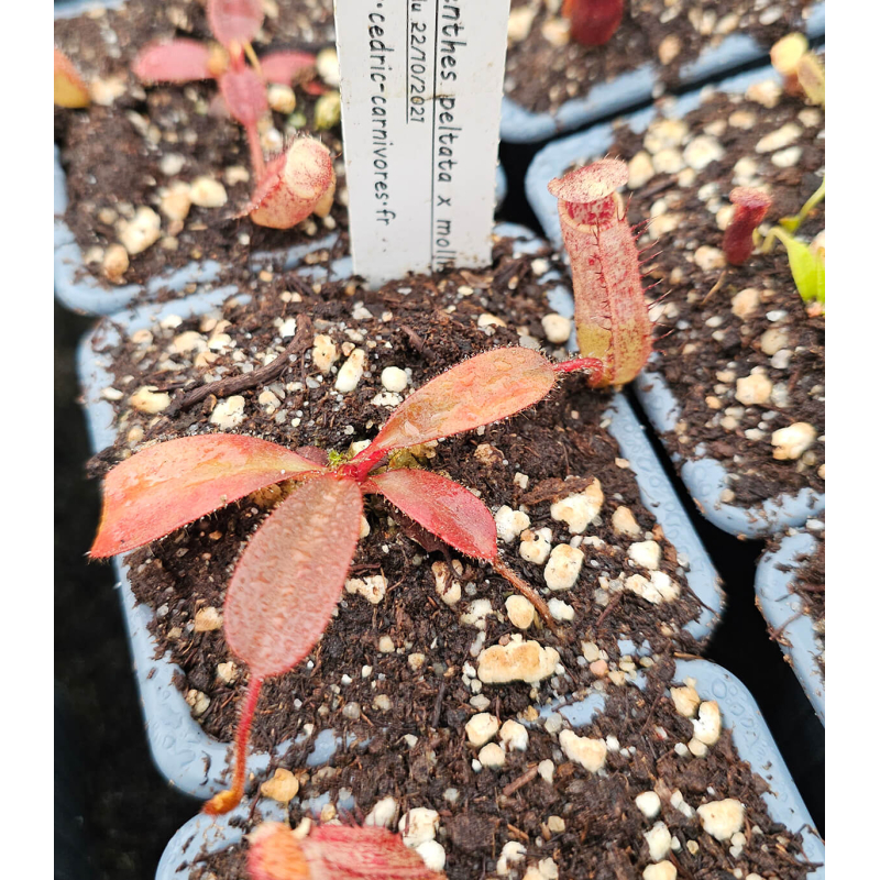 Nepenthes peltata x mollis-Nepenthes d'altitude