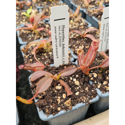 Nepenthes 'Midnight'-Nepenthes d'altitude