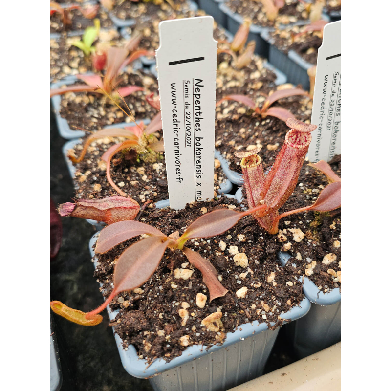 Nepenthes bokorensis x mollis-Nepenthes d'altitude