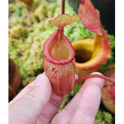 Nepenthes veitchii x mira BE-3696-Nepenthes highland