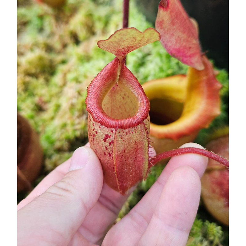 (Nepenthes veitchii x mira) yellow clone x flava-Nepenthes highland
