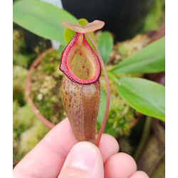 Nepenthes jacquelineae clone sélectionné BE-3874-Nepenthes highland