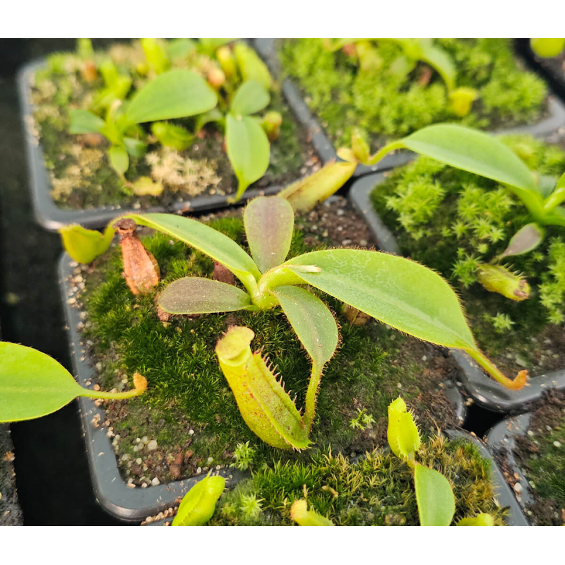 (Nepenthes veitchii x mira) orange clone x mollis-Nepenthes d'altitude