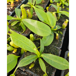 Nepenthes 'Midnight'-Nepenthes d'altitude